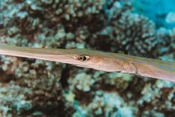 Cornetfish, Big Island, Hawaii by Jacques Miller 